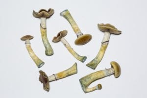 Will Psychedelic Drugs Become Legal?